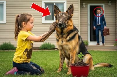 Le chien d’un milliardaire était né aveugle – jusqu’à ce qu’une pauvre fille découvre une vérité choquante