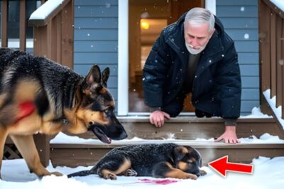 Un chien de 13 ans appelle à l’aide après un accident – ​​La prochaine action du propriétaire laisse la foule stupéfaite !