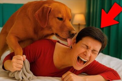 Le mari surprend sa femme avec un chien. Ce qu’il voit est choquant !
