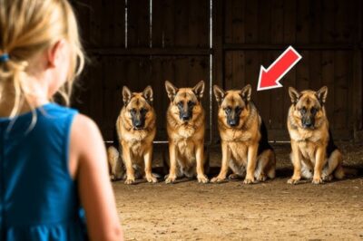 Une petite fille trouve des chiens abandonnés dans sa ferme — et est stupéfaite de découvrir ce qu’ils étaient vraiment !
