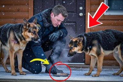 La police nourrit deux chiens errants chaque matin… jusqu’au jour où ils disparaissent – Ce qu’il a trouvé lui a brisé le cœur