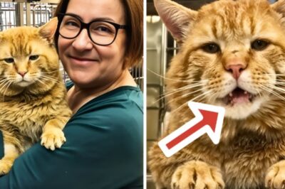 Un chat parlant géant a été emmené dans un refuge, puis il a dit un mot choquant !