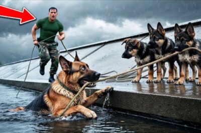 3 chiots bergers allemands tentent de sauver leur mère dans une rivière, puis un marine et la police sont arrivés.