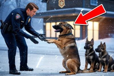 La police a vu trois bergers allemands affamés mendier de la nourriture pendant une tempête de neige. L’action du chien vous réchauffe le cœur.