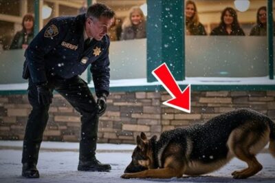 Un berger allemand sauvage implore la police de l’aider pendant une tempête de neige – La suite est déchirante