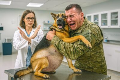Une chienne mourante serre un marin dans ses bras avant d’être euthanasiée pour sauver ses chiots. Puis, un vétérinaire accomplit un miracle.