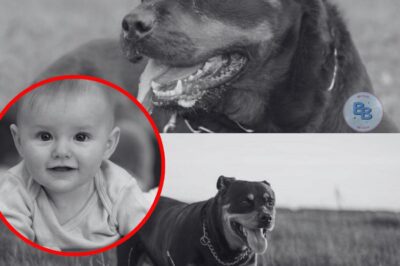 Un chien de famille tue un enfant (9) : le père poignarde un rottweiler – Drame Familial Absolu Près de Pithiviers : Un Enfant de 9 Ans Tué par le Rottweiler, le Père Poignarde le Chien