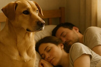 Il cane di notte li fissava intensamente, senza distogliere lo sguardo. Quando videro le immagini registrate dalla telecamera, non riuscirono a trattenere le lacrime.