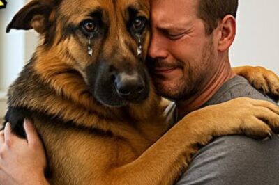 Un chien mourant fait un câlin à son maître avant d’être euthanasié. Puis le vétérinaire remarque quelque chose d’étrange et arrête tout !.