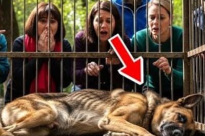 Un berger allemand de 15 ans refuse de manger jusqu’à ce qu’il entende une voix familière !