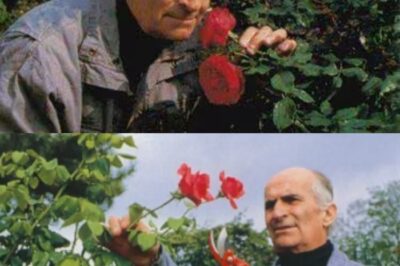 «Aucun produit chimique dans mon jardin» : quand Louis de Funès livrait ses astuces pour le potager