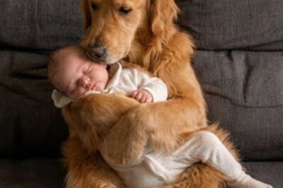 Une maman a laissé son bébé dans les bras d’un golden retriever – mais personne ne s’attendait à ce qu’il se comporte comme un humain.