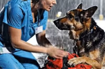 Une vétérinaire sauve une chienne en pleurs qui s’accroche désespérément à un sac : ce qu’elle a vu à l’intérieur l’a bouleversée.