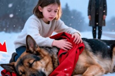 « Ne le laisse pas, maman ! » — La petite fille a utilisé son manteau pour protéger le chien couvert de neige. Puis, le geste suivant du chien a ému tout le monde aux larmes…
