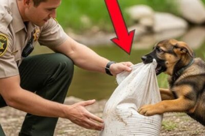 Un chiot berger allemand en pleurs refuse de lâcher un sac – il hurle en voyant ce qu’il y a à l’intérieur !