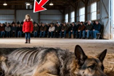 Contrainte d’accoucher d’innombrables fois, Olive a été jetée comme un déchet lors de la fermeture de l’usine.