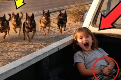 Une fillette utilise un signal secret sur une aire de repos, mais seuls 15 chiens le reconnaissent.