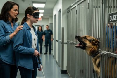 Une jeune fille aveugle rencontre le chien policier le plus dangereux : la réaction de ce chien policier à la retraite a stupéfié tout le monde.