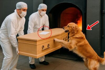 CHIEN SAUTE dans le cercueil pour EMPÊCHER LA CRÉMATION DE SON MAÎTRE. Alors, un BILLET CHOQUANT…