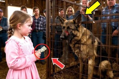 Le Berger Allemand Abandonné Vendu 1 Dollar : Le Choix Audacieux d’une Fillette Révèle l’Héroïsme Oublié d’un Ex-Chien Policier