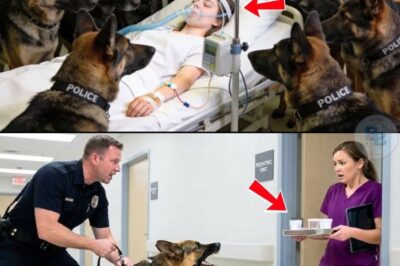 Quatorze chiens policiers encerclaient une jeune fille inconsciente à l’hôpital ; ce qu’ils ont découvert a stupéfié les médecins.