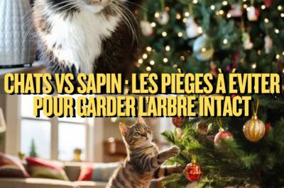 Chats vs sapin : les pièges à éviter pour garder l’arbre intact