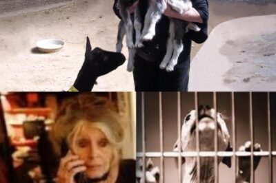 Brigitte Bardot hospitalisée, ses animaux de compagnie emmenés en hurlant. VIDÉO avec des scènes chaotiques effrayant tout le monde