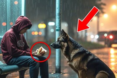 Un pauvre livreur a donné son dernier repas à un chien errant, puis le karma l’a récompensé de la manière la plus inattendue…