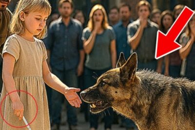 Une fille aveugle s’est approchée d’un chien errant que personne n’osait toucher. Ce qui s’est passé ensuite a laissé la ville en larmes !