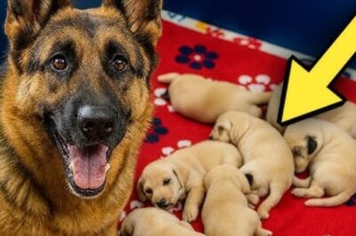 Un chien vole tous les chiots du voisin : le propriétaire est choqué lorsqu’il apprend pourquoi !