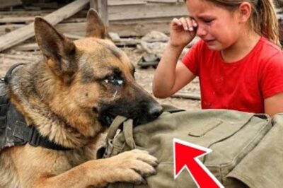 Un chien policier en pleurs refuse de lâcher un sac – Une petite fille en larmes en découvrant son contenu !