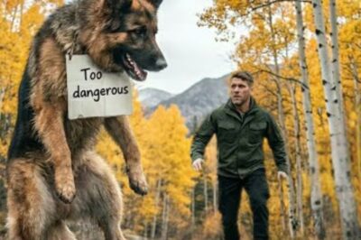 Un vétéran découvre un chien militaire mourant pendu à un arbre — puis découvre quelque chose d’encore plus choquant.