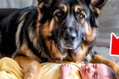 UN BERGER ALLEMAND ATTAQUE LA BABY-SITTER – LES PARENTS VÉRIFIENT LES CAMÉRAS ET APPELLENT LE 911!