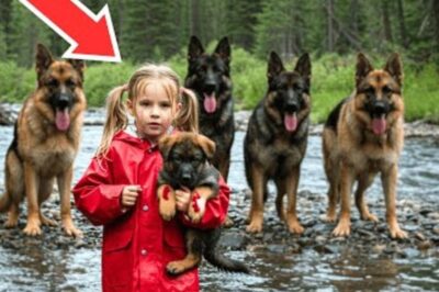 Après avoir sauvé un chiot, elle se retrouve entourée d’une meute de chiens — et leurs réactions sont incroyables !