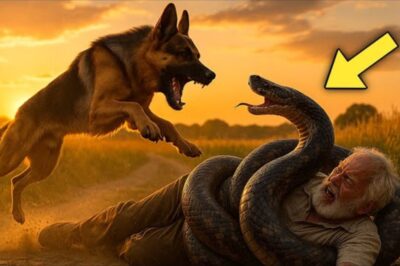Des serpents géants ont attaqué le vieil homme, mais ce que fit le chien a fait pleurer tout le monde !