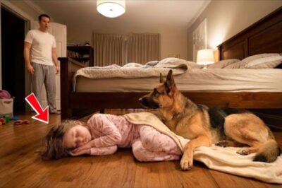 La fille d’un milliardaire dormait à même le sol toutes les nuits, puis le chien a déchiré son lit. Il a compris pourquoi.