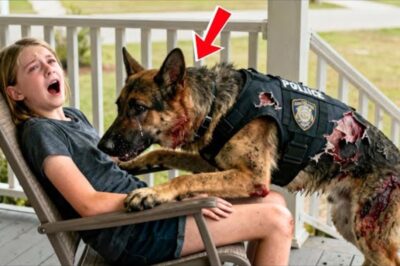 Un chien policier en pleurs implore une petite fille de l’aider sur le perron de sa maison – elle pâlit en voyant pourquoi !